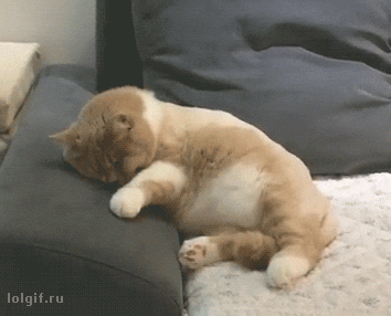 猫咪的生活习性有哪些