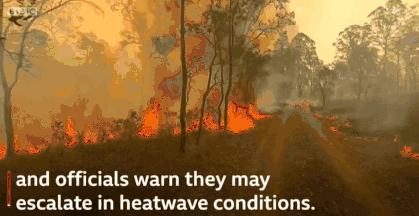 澳洲森林大火已烧死超过350只考拉,目前火势仍在继续!