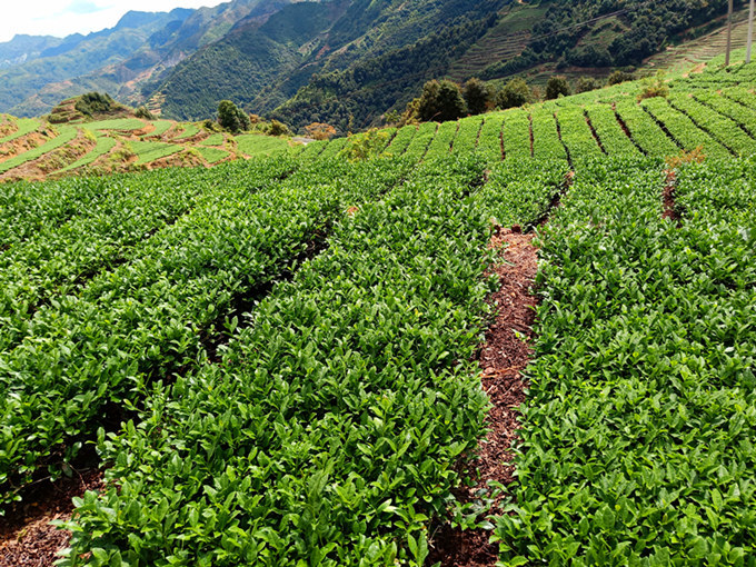 茶园如何合理种植茶树,合理的密植,是茶叶高产的关键