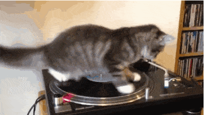 猫咪都是怎样叫铲屎官起床的?5种类型,你家是第几种?