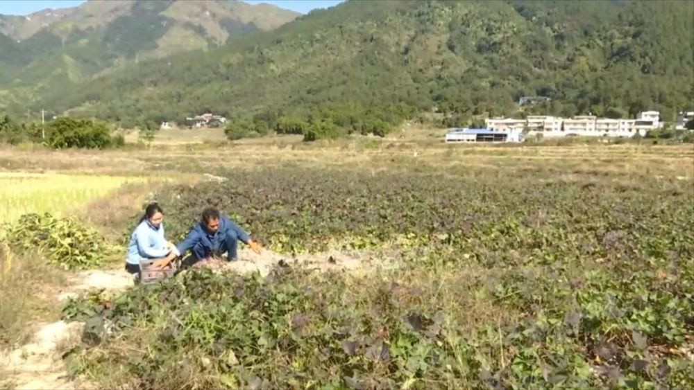 郑元真,罗源县,六鳌,红薯,农场,蓝田村