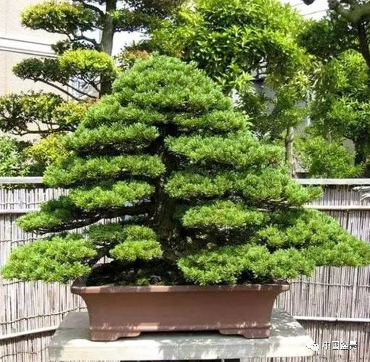 日本盆景巨匠:木村正彦作品欣赏