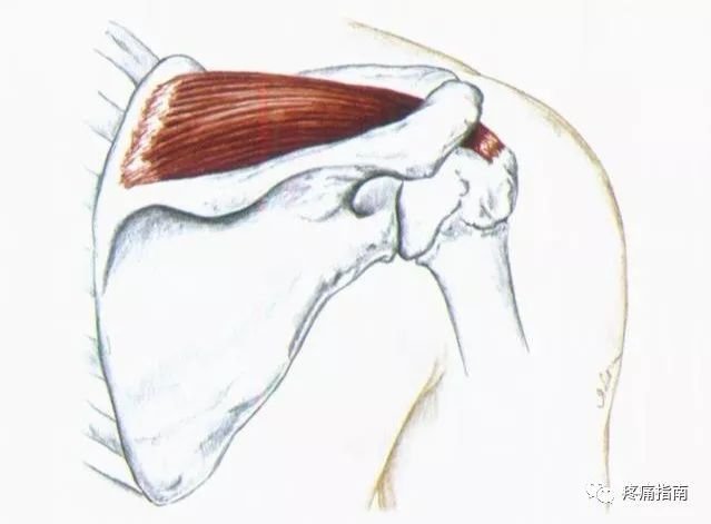 肩关节,肩胛骨,斜方肌