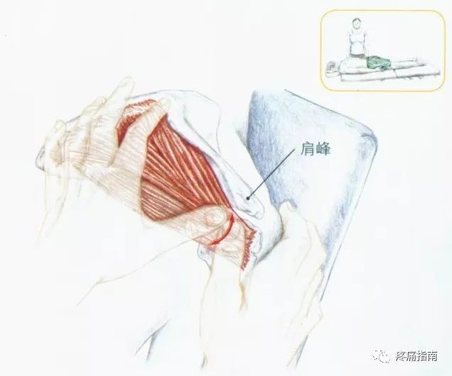 沿着肱骨大结节向后旋转肱骨,感受冈下肌和小圆肌在肱骨大结节上不