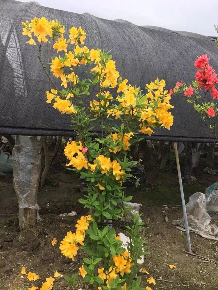 羊踯躅又叫闹羊花,羊不食草,黄踯躅等,是杜鹃花科杜鹃花属灌木植物