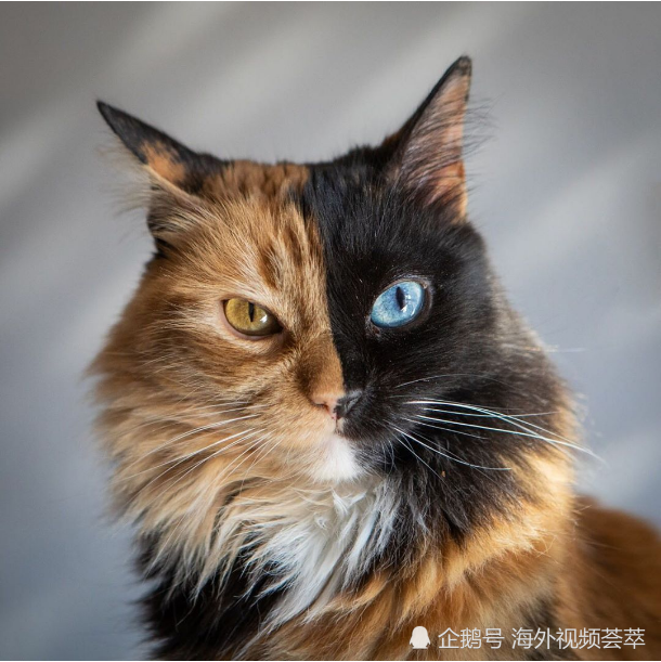 特殊基因阴阳小猫,就像2只猫合体,还有异色瞳孔,迷倒8