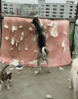 二哈:这是好被子,没有黑心棉