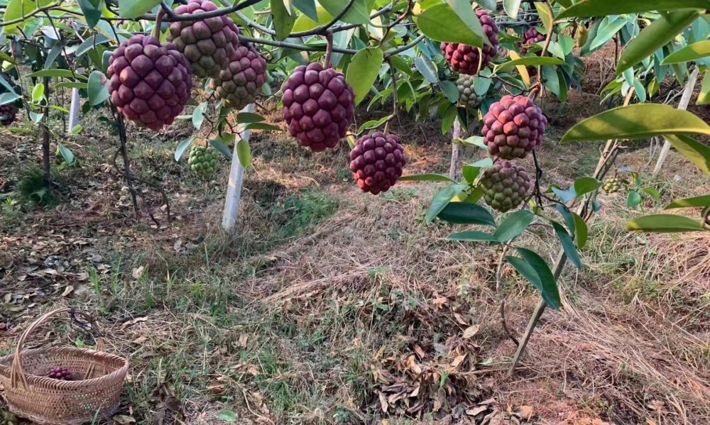 野生黑老虎果,我们当地叫布福娜果