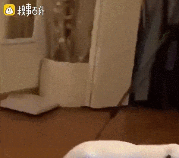 今晚是跪榴莲还是遥控器? 狗:干嘛抓我?