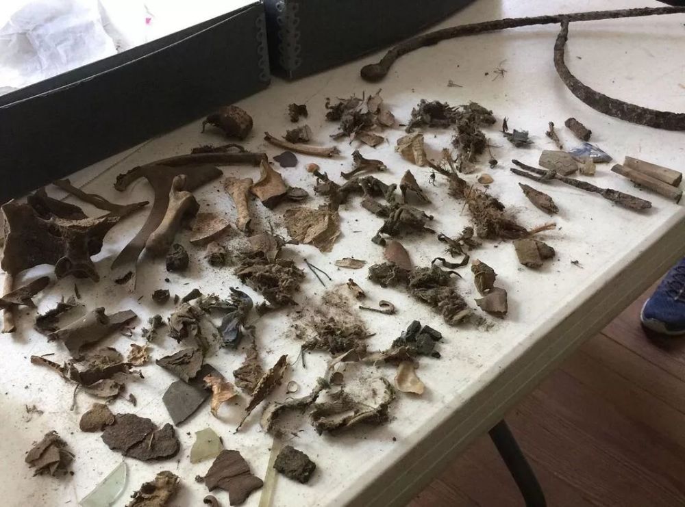 老鼠巢穴考古学:泡在鼠尿里的"垃圾"也可能记录了历史