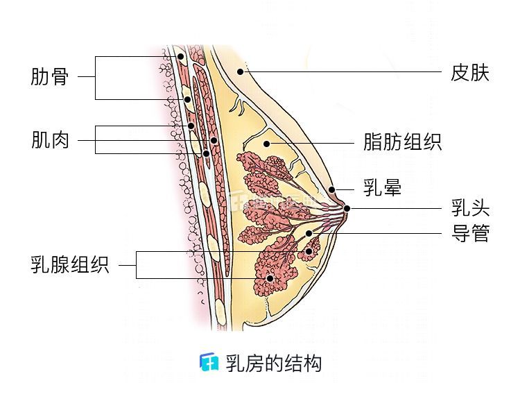 医生提醒:为什么有些女性乳房下垂,有人却"坚挺"?今天