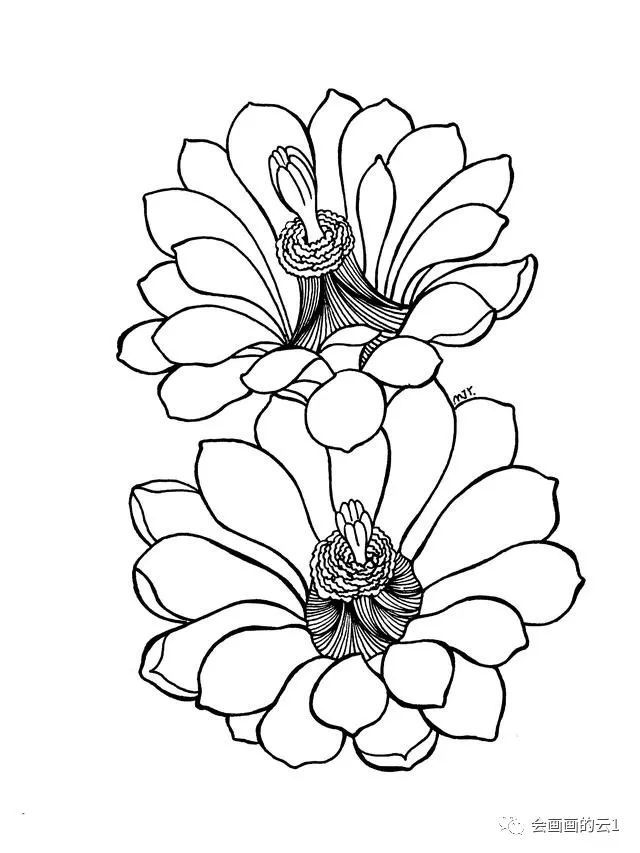 简笔画花卉入门教程,零基础也可以画的很好看