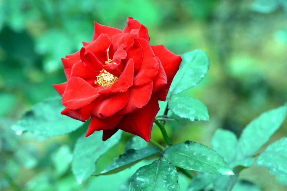 寒冷的冬天,在家里养上几盆花花草草,花团锦簇鲜红夺目,心情都好了.