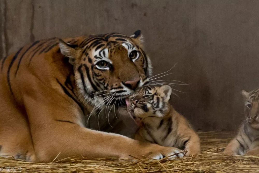 动物园新出生的四胞胎小老虎满月啦!萌照在此