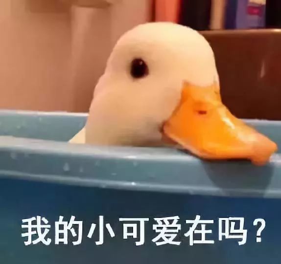 仙女们晚上好鸭!