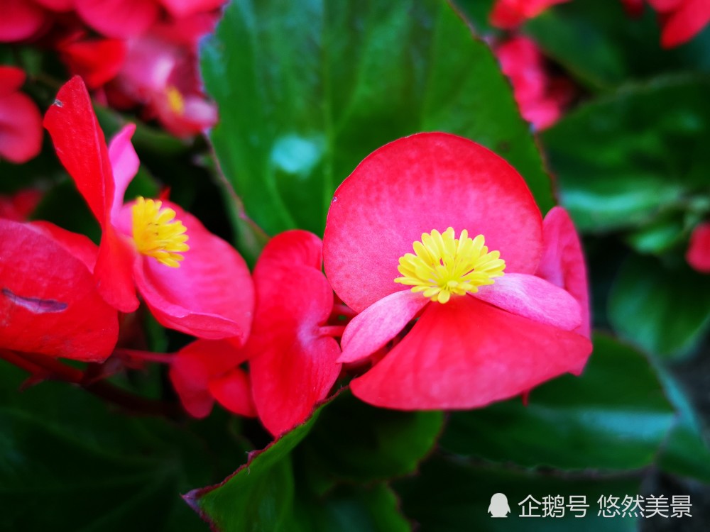 俏丽的四季秋海棠,带着相思的花