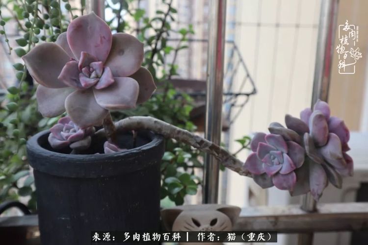 天上人间,我想与您分享这多肉的世界!