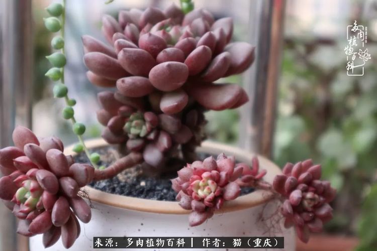 天上人间,我想与您分享这多肉的世界!