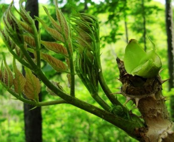 野菜,刺嫩芽,日本,蔬菜