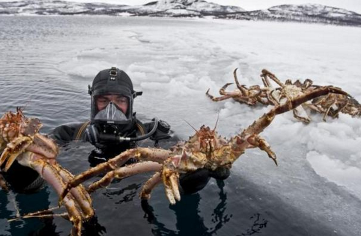 南极出现百万只大螃蟹!网友流口水,大自然却流眼泪