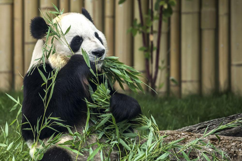 大熊猫特别喜欢吃竹子,如果不给大熊猫吃竹子,它们会被饿死吗?