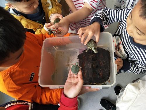 幼儿园老师让小朋友带乌龟来,结果有人带来了大闸蟹