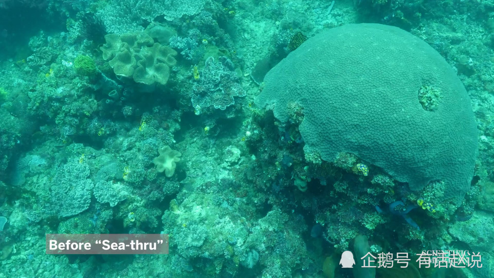 删除水的干扰 美国海洋学家开发新算法重现海底生物原色 云 社区 腾讯云