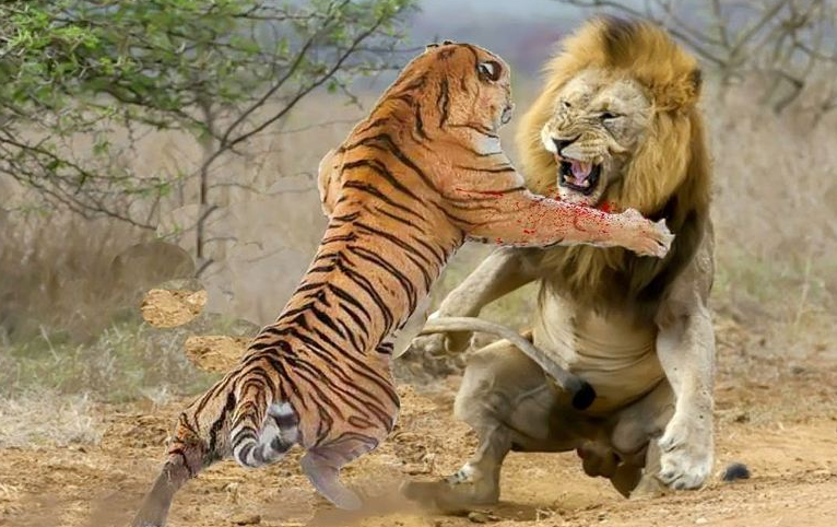 狮子,老虎,这都是猫科动物当中体型最庞大,体重也是最大的动物了