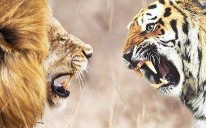 狮子老虎谁才是百兽之王?汉朝曾安排它俩互斗,老虎吓得趴在地上