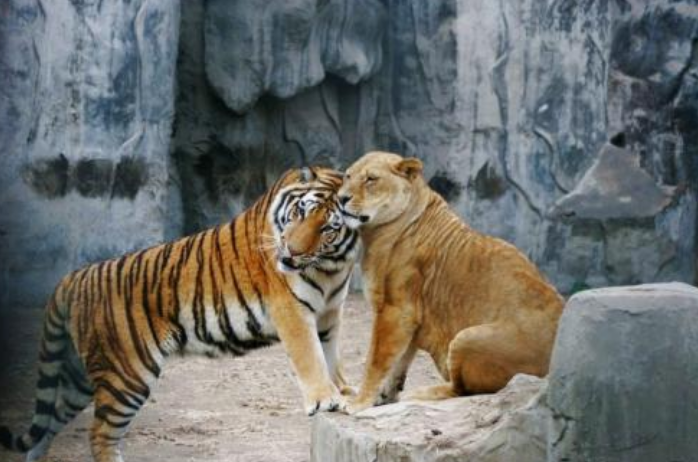 狮子老虎谁才是百兽之王?汉朝曾安排它俩互斗,老虎吓得趴在地上