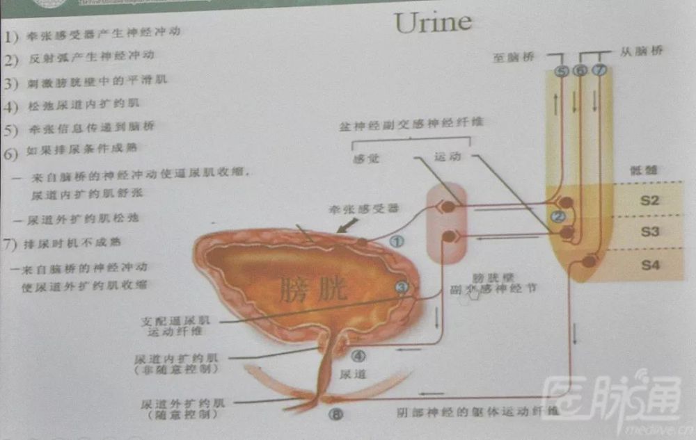 1.正常储尿和排尿过程