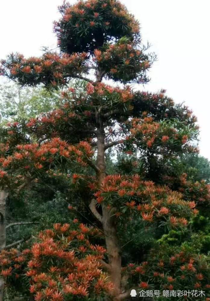 海岛红芽彩叶罗汉松新一代景观造型花木