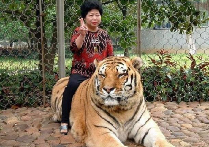 老虎的身体素质,与人类相比已达到什么水平,看完才知道武松是骗子