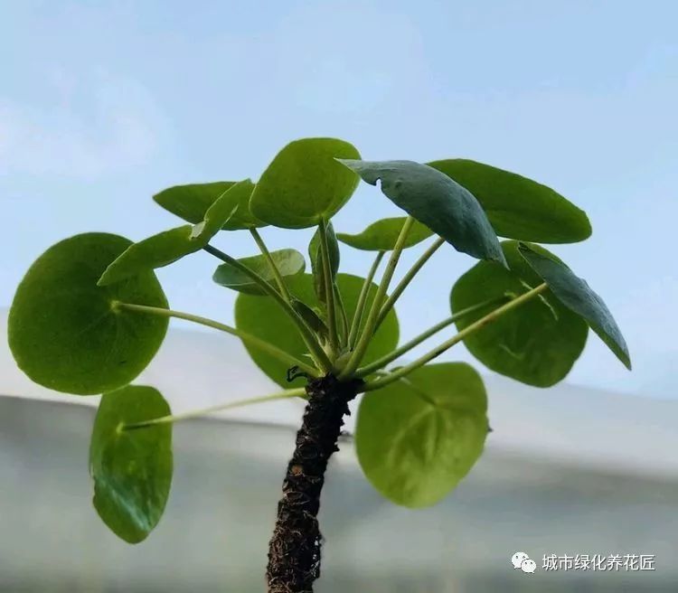 老师傅教你3招,金钱草叶片比拳头还要大