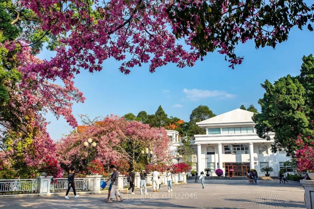 广州从化华软学院异木棉花开季