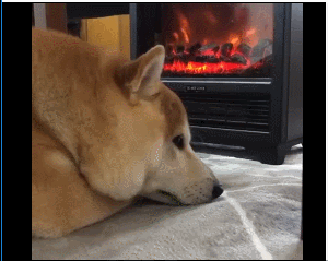 狗:算了当我没说…… 比起在冷风中发抖,果然还是家里最温暖啊!