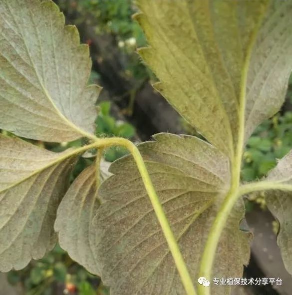 草莓红蜘蛛治不住很头疼?草莓红蜘蛛危害和特效药