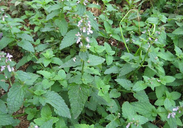 农村,收购,地蚕,草石蚕,种植业