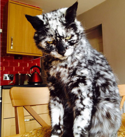 女子收养了一只黑色小猫,7年后它变成了"小雪豹",朋友