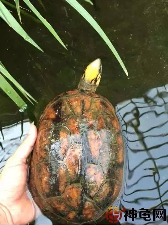 你一直理解的杂交龟原来是错的?