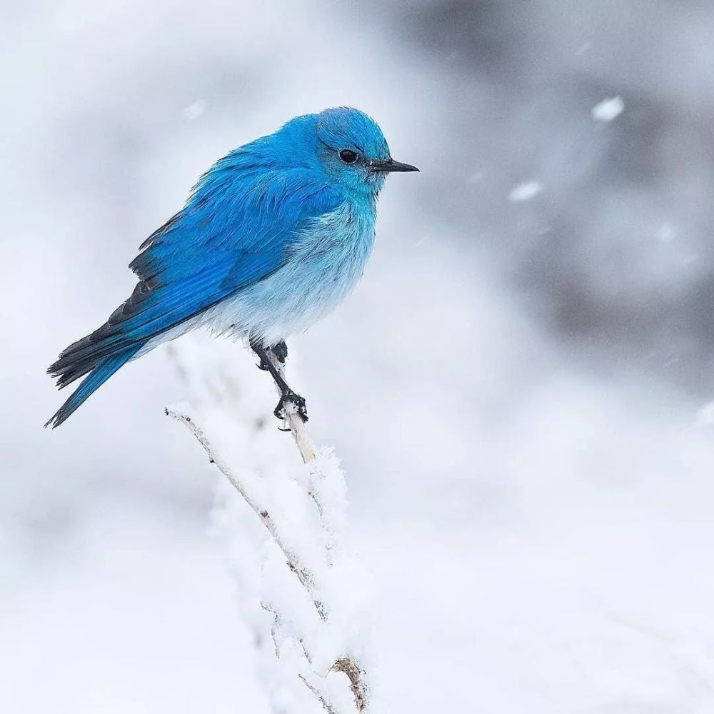 山蓝鸲 (mountain bluebird)