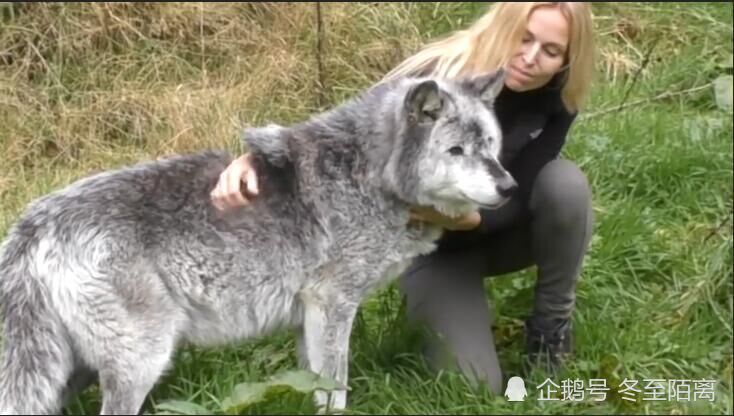 北美灰狼,世界最大的狼,俄罗斯人养狼,战斗民族,奇闻趣事