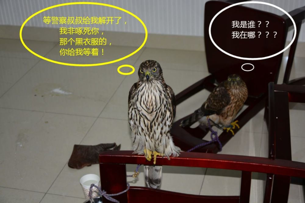 国家二级保护动物,江阴市,松雀鹰,猛禽,祝塘
