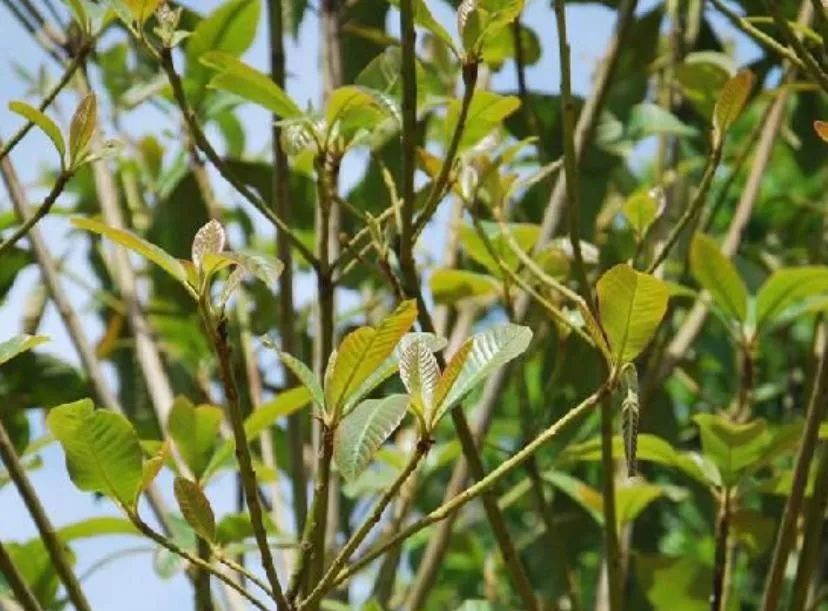 全球仅剩37棵的国家一级濒危珍稀植物:云南蓝果树