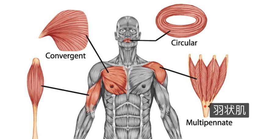 但是三角肌本身是块比较小的肌肉,而且是 羽状肌,容易疲劳,所以不太