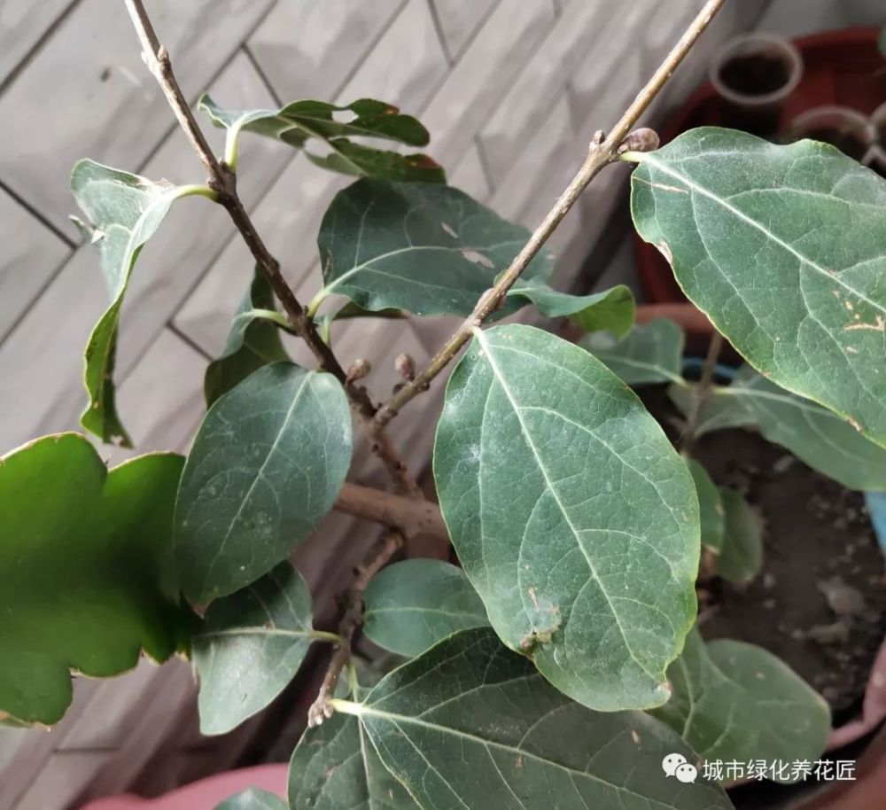 腊梅开花漂亮又浓香,腊梅开花与叶子和温度的关系,就这么简单