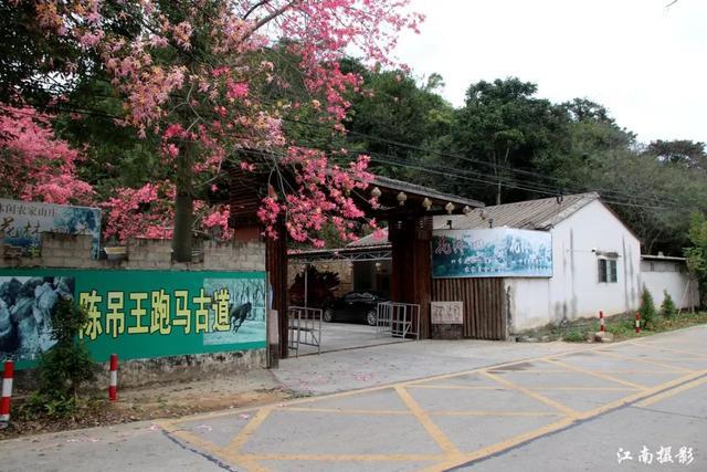 归湖风景,归湖溪美,归湖花林四季,潮州风景,美丽异木棉