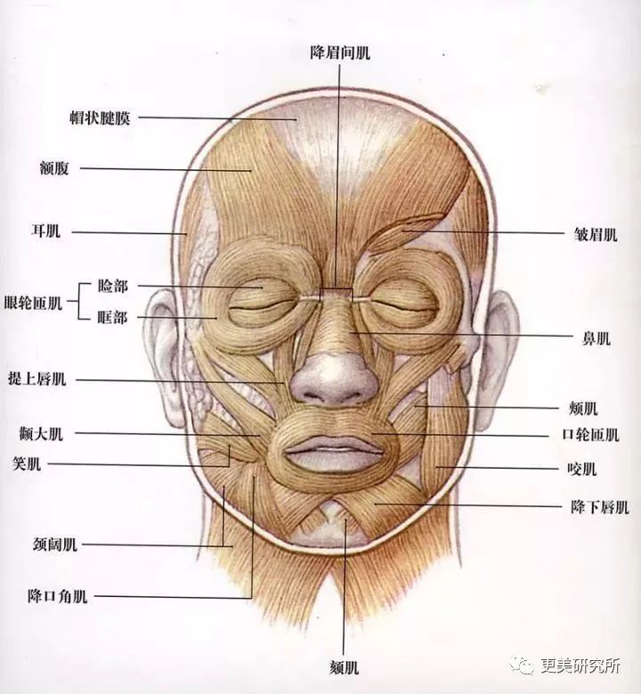 卧蚕,五官,面部,下巴,肌肉,颧骨