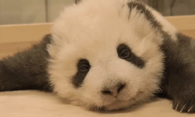 壁纸 动物 猫 猫咪 兔子 小猫 桌面 400_240 gif 动态图 动图