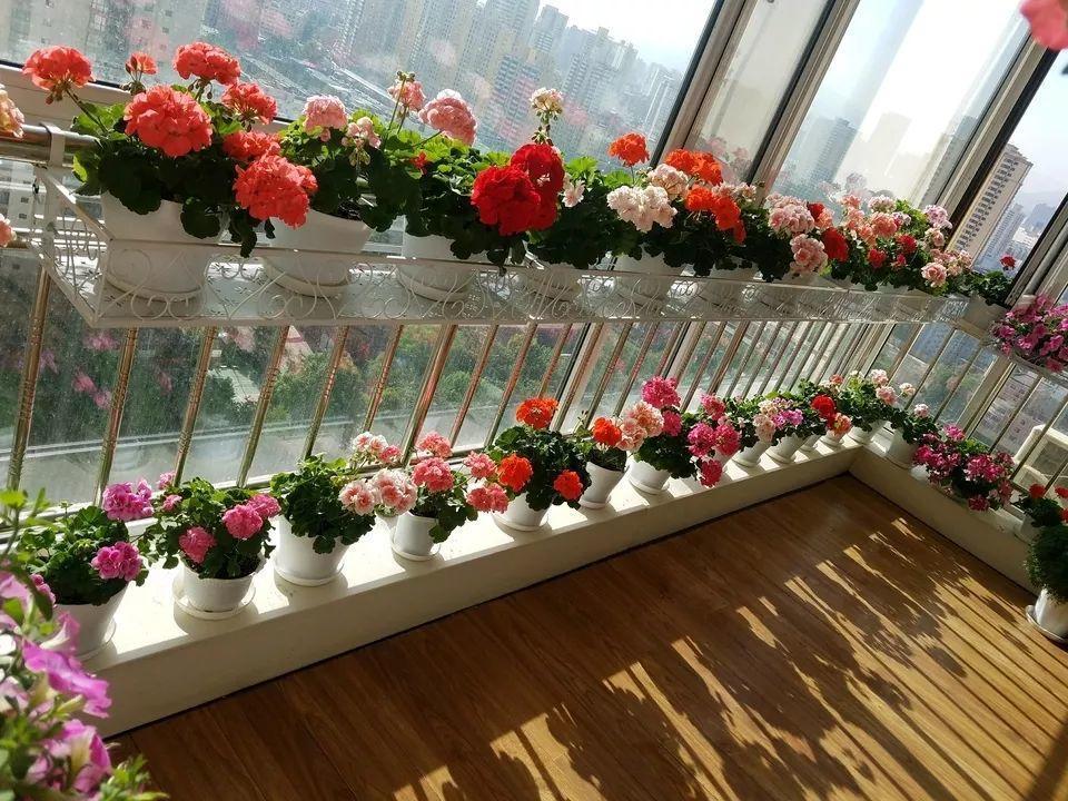 阳台封闭不通风养花,就选这8种花,能种出一个室内花园
